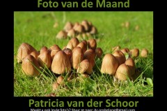 foto-vd-maand-December-23