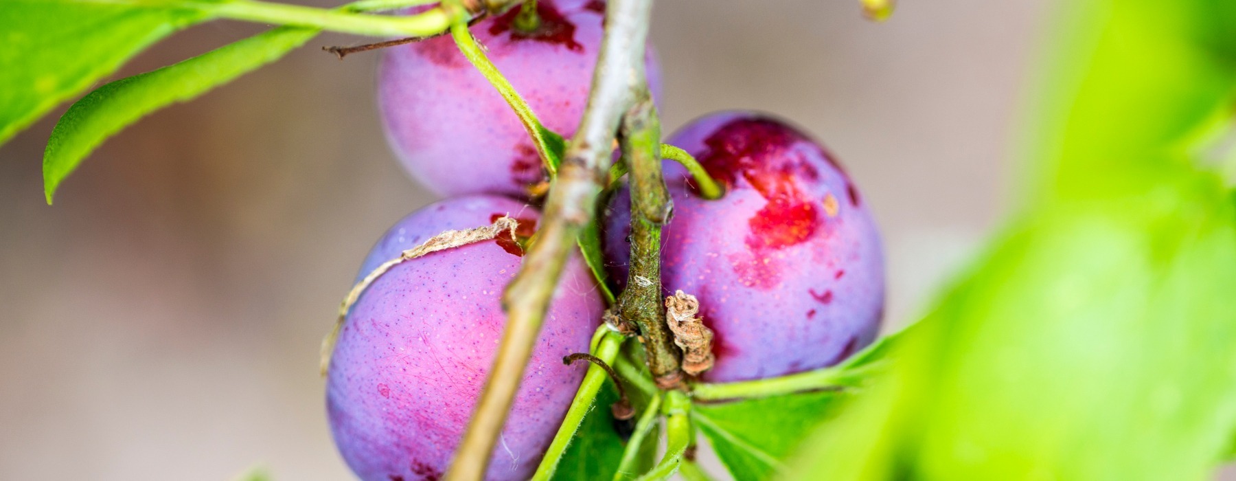Voorpagina