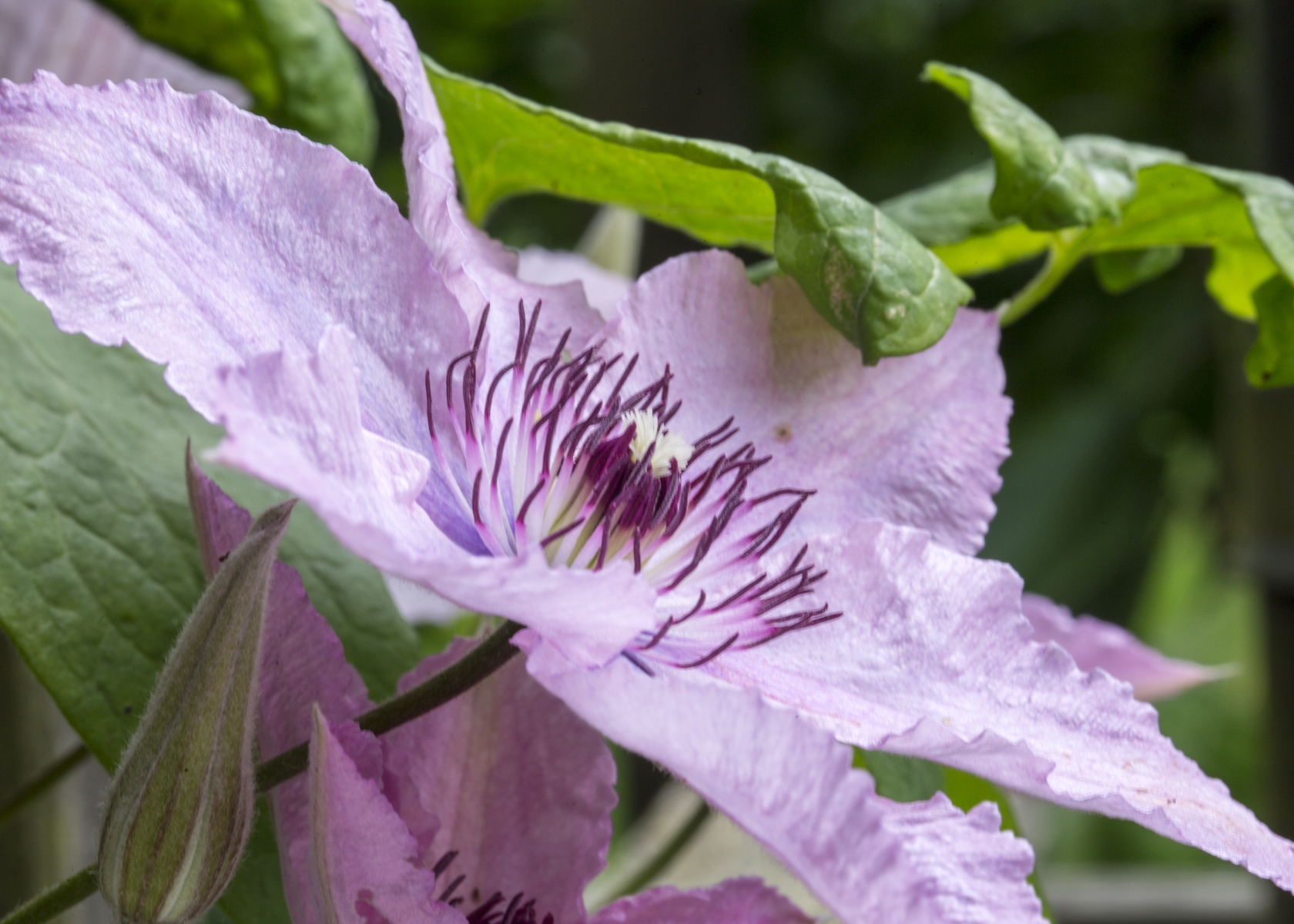 vtv; ons belanmg; volkstuin; garden; buitengewoon; plant; flower; clematis; pale; purple;