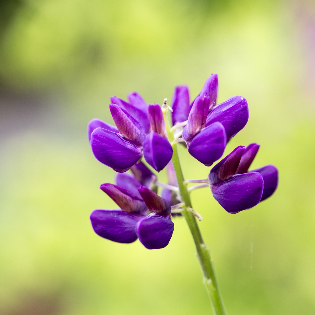 vtv; ons belang; volkstuin; garden; buitengewoon; plant; flower; purple; dof