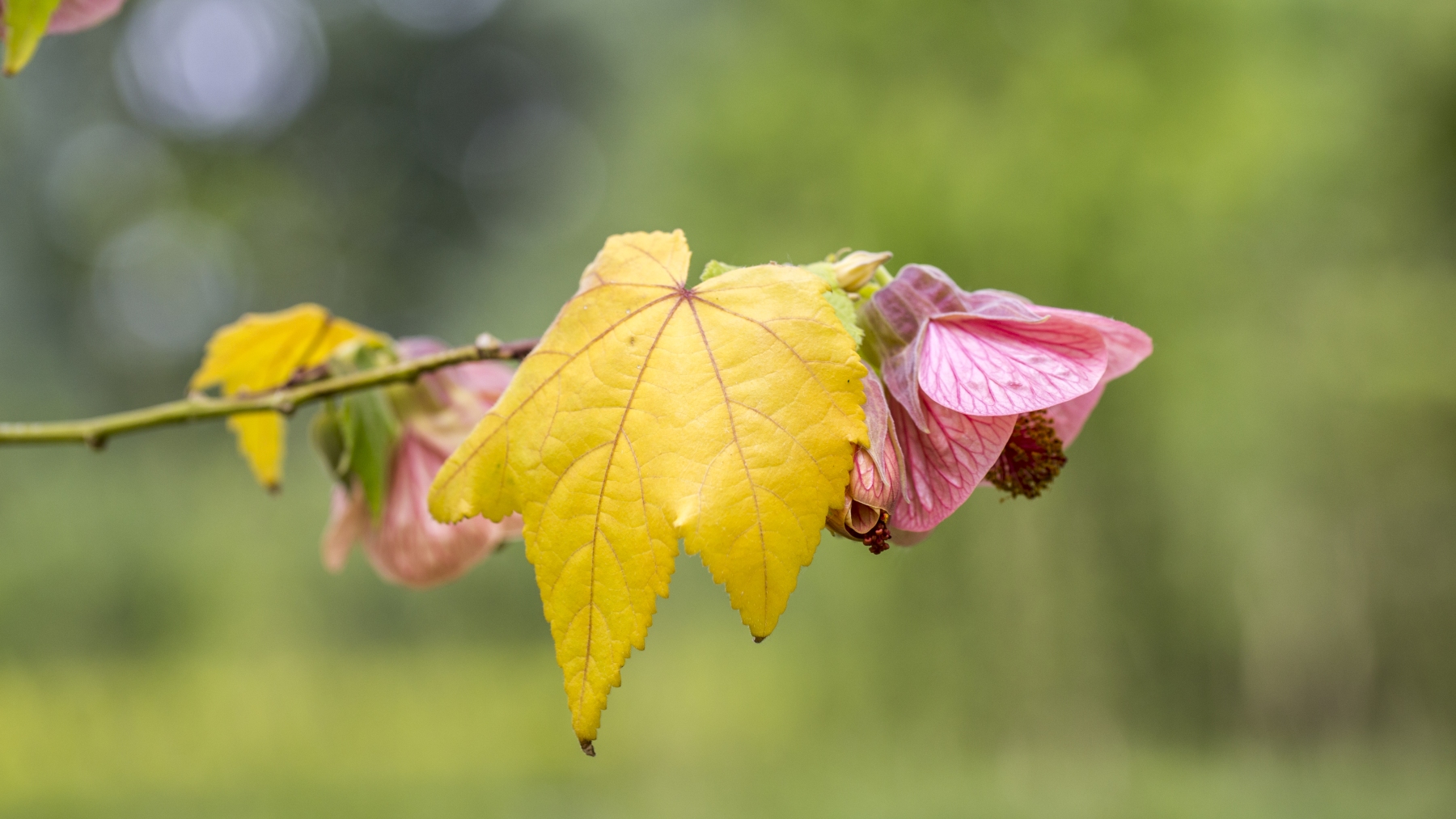 vtv; ons belang; volkstuin; garden; buitengewoon; plant; flower; leaf; leafs; dof