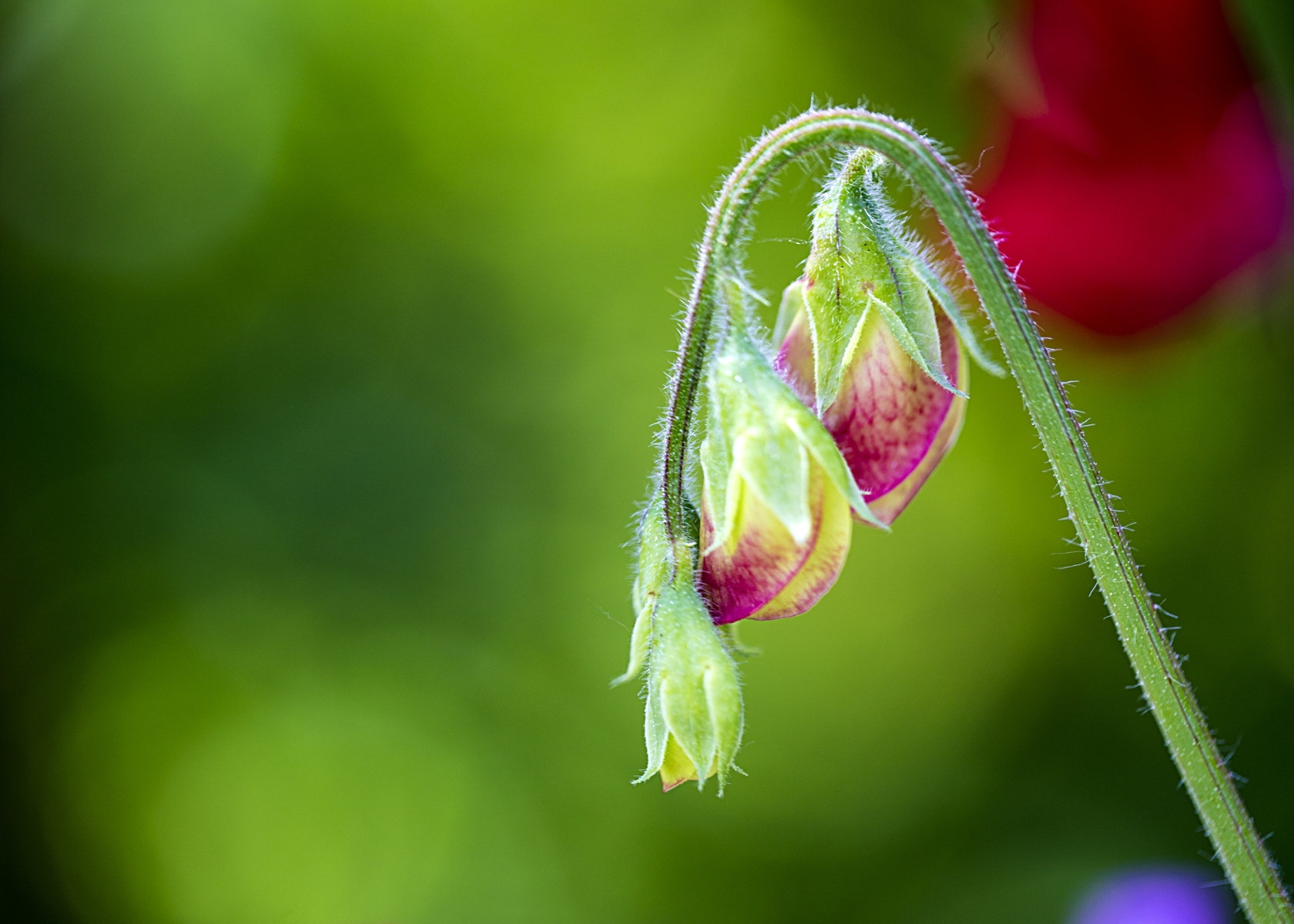 Macro taken in my wife's garden 'BuitenGewoon".