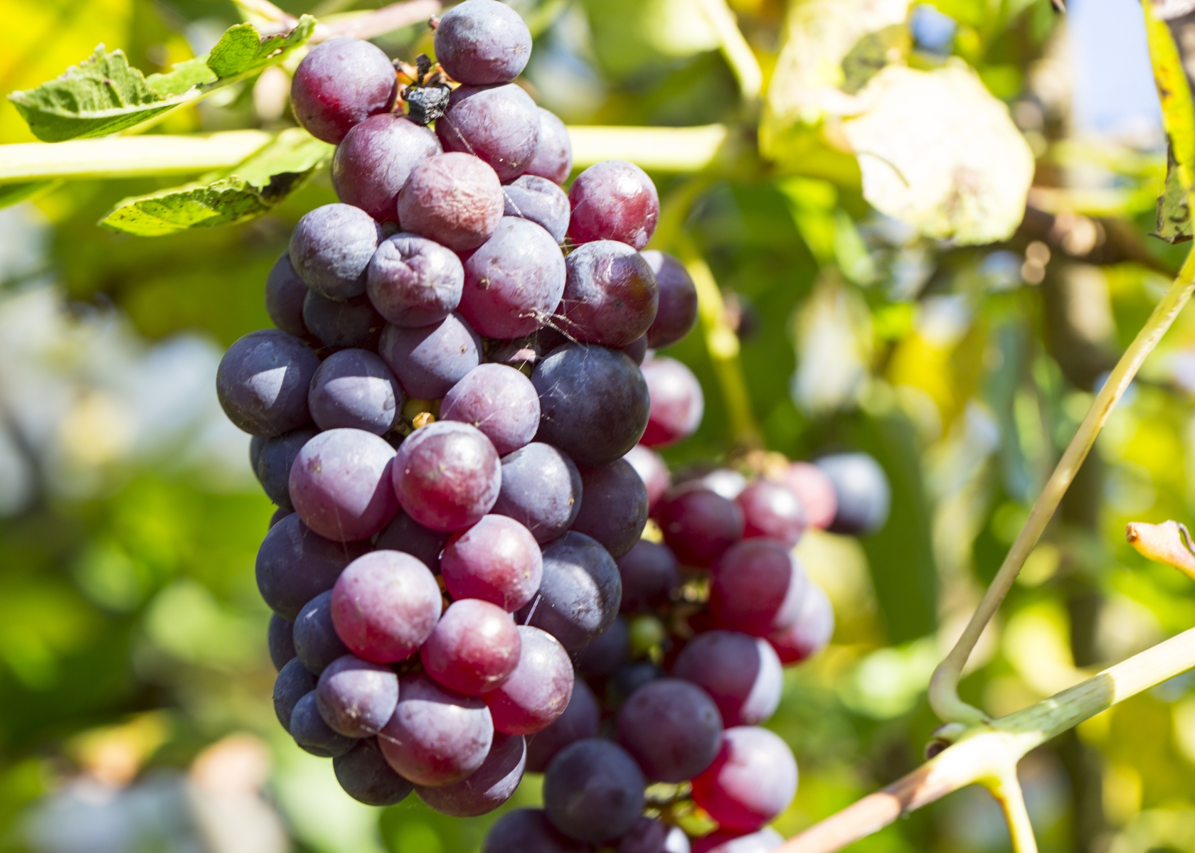 Grapes