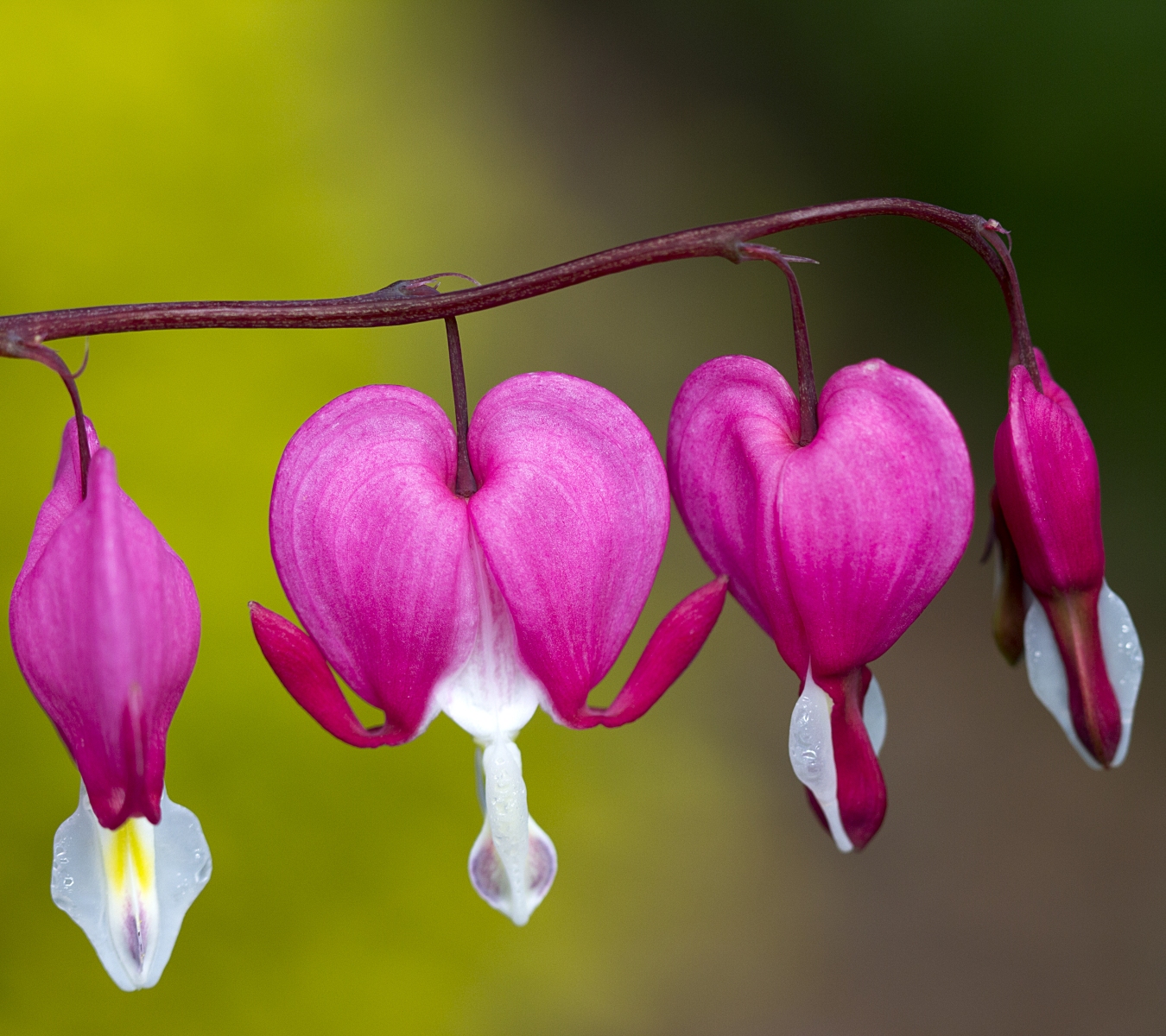 Bleeding heart or dutchamn's breeches.