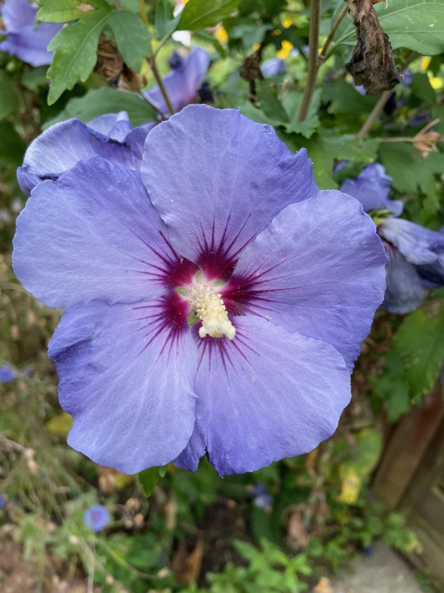 image11