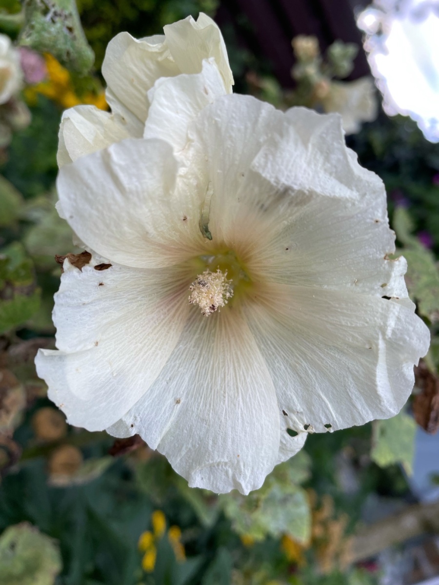 image15